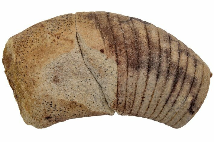 Ordovician Oncoceratid (Beloitoceras) Fossil - Wisconsin #216360